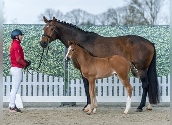 Westphalian, Mare, Foal (02/2026), Brown