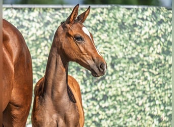 Westphalian, Mare, , Brown