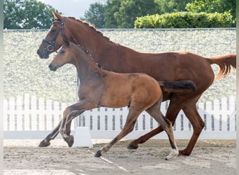 Westphalian, Mare, , Brown