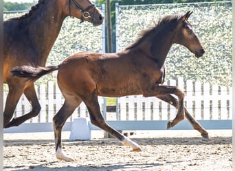 Westphalian, Mare, , Brown