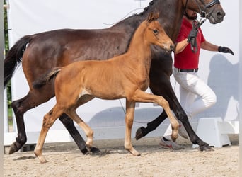 Westphalian, Mare, Foal (06/2024), Brown