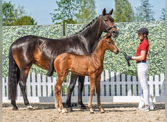 Westphalian, Mare, , Brown