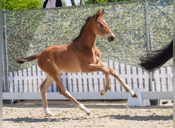 Westphalian, Mare, , Brown