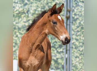 Westphalian, Mare, , Brown