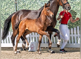 Westphalian, Mare, , Brown