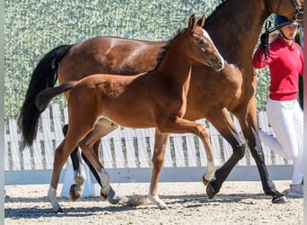 Westphalian, Mare, Foal (03/2026), Brown