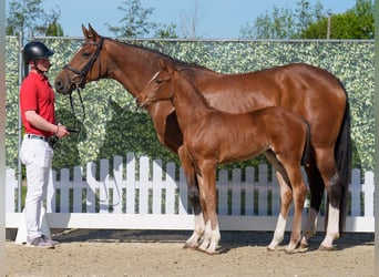 Westphalian, Mare, , Brown