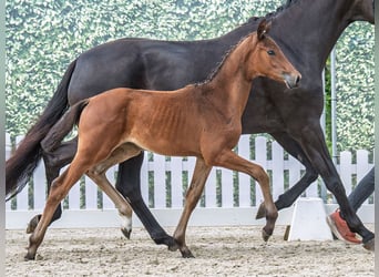 Westphalian, Mare, , Brown