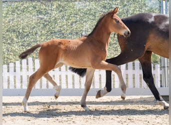 Westphalian, Mare, , Brown