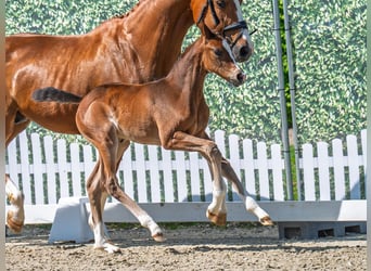 Westphalian, Mare, , Brown