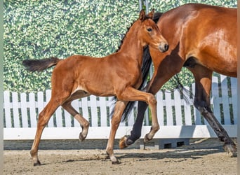 Westphalian, Mare, , Brown