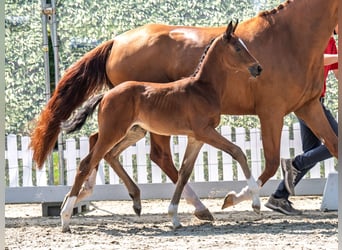 Westphalian, Mare, , Brown