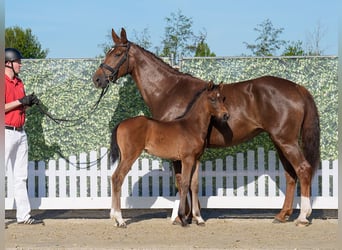 Westphalian, Mare, , Brown