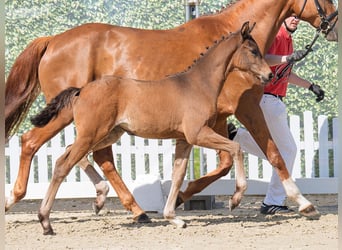 Westphalian, Mare, , Brown