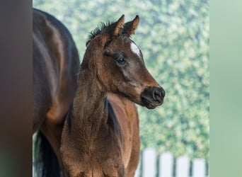 Westphalian, Mare, Foal (02/2026), Brown
