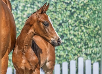 Westphalian, Mare, , Brown