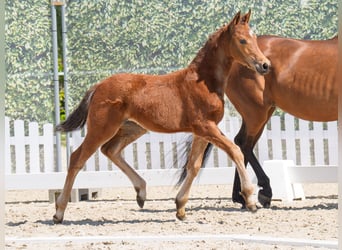 Westphalian, Mare, , Brown