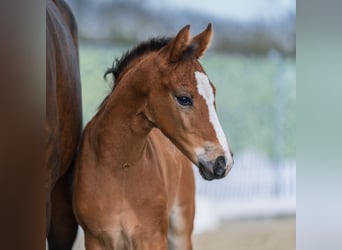 Westphalian, Mare, Foal (02/2026), Brown