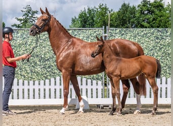 Westphalian, Mare, , Brown