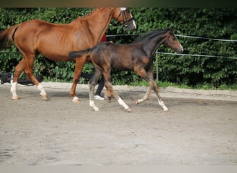 Westphalian, Mare, Foal (05/2025), Brown