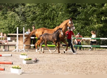 Westphalian, Mare, Foal (05/2025), Brown