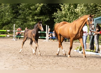 Westphalian, Mare, Foal (05/2025), Brown