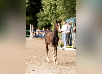Westphalian, Mare, Foal (05/2025), Brown