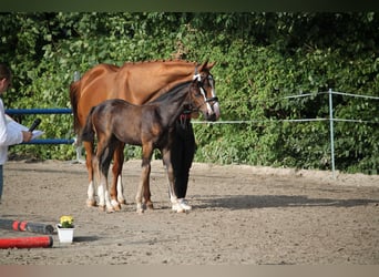 Westphalian, Mare, Foal (05/2025), Brown