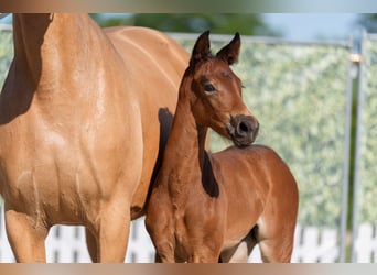 Westphalian, Mare, Foal (05/2026), Brown