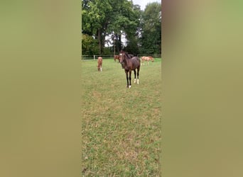 Westphalian, Mare, Foal (03/2025), Brown