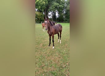 Westphalian, Mare, Foal (03/2025), Brown