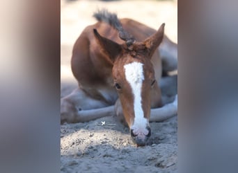 Westphalian, Mare, , Brown