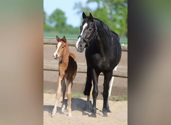 Westphalian, Mare, , Brown
