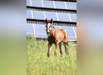 Westphalian, Mare, Foal (05/2025), Brown