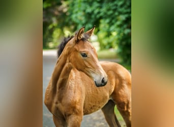 Westphalian, Mare, , Brown-Light