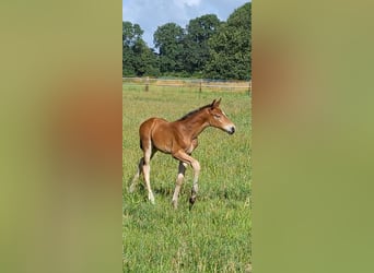 Westphalian, Mare, , Brown