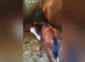 Westphalian, Mare, Foal (04/2026), Brown