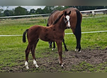 Westphalian, Mare, Foal (04/2026), Brown