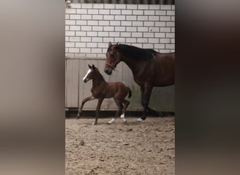 Westphalian, Mare, Foal (04/2026), Brown