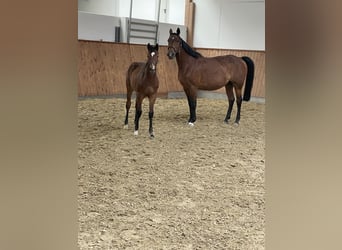 Westphalian, Mare, Foal (02/2024), Brown