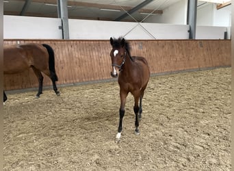 Westphalian, Mare, Foal (02/2024), Brown