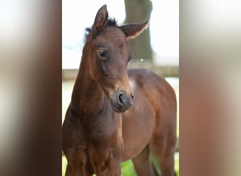 Westphalian, Mare, , Brown