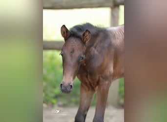Westphalian, Mare, , Brown