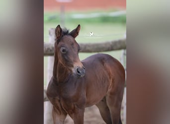 Westphalian, Mare, , Brown