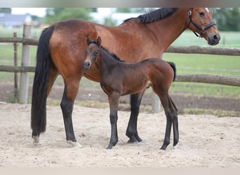 Westphalian, Mare, , Brown