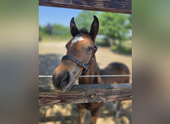 Westphalian, Mare, Foal (05/2026), Brown