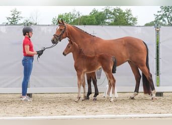 Westphalian, Mare, , Brown