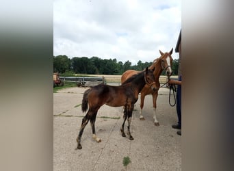 Westphalian, Mare, Foal (04/2025), Brown Westphalian, Mare, Foal (04/2025), Brown