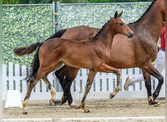 Westphalian, Mare, Foal (04/2026), Brown