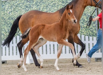 Westphalian, Mare, Foal (03/2026), Brown